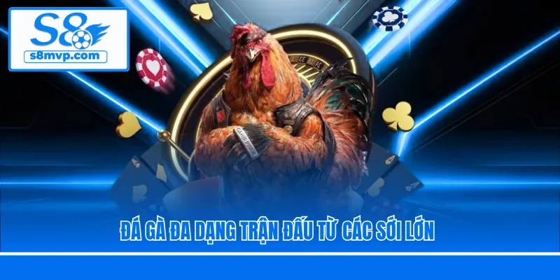 Đá gà đa dạng trận đấu từ các sới lớn